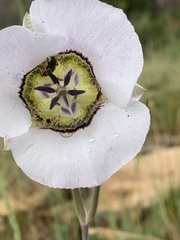 Calochortus gunnisonii
