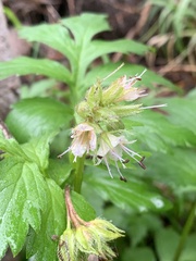 Hydrophyllum fendleri