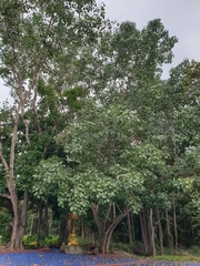 Ficus religiosa