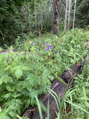 Polemonium foliosissimum