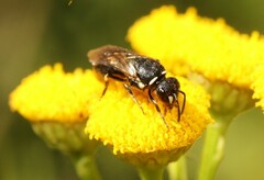 Hylaeus nigritus