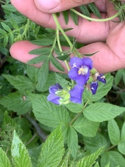 Polemonium foliosissimum