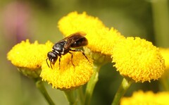 Hylaeus nigritus