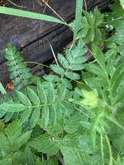 Polemonium foliosissimum