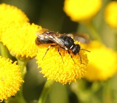 Hylaeus nigritus