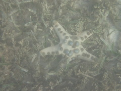 Protoreaster nodosus