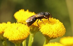 Hylaeus nigritus