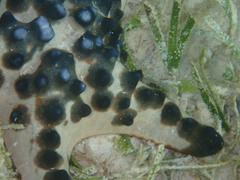 Protoreaster nodosus