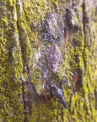 Herennia multipuncta