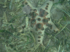 Protoreaster nodosus