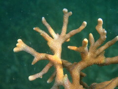 Palauastrea ramosa