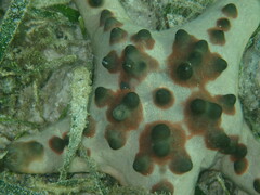 Protoreaster nodosus