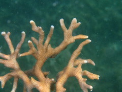 Palauastrea ramosa