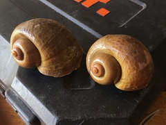 Pomacea canaliculata