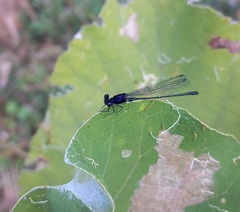 Onychargia atrocyana