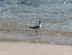 Charadriiformes