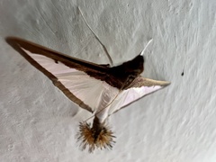 Diaphania hyalinata