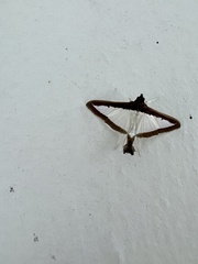 Diaphania hyalinata