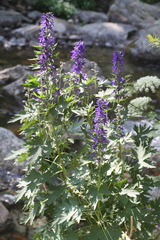 Delphinium dubium