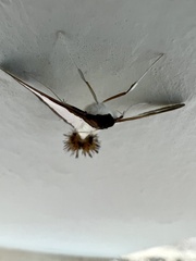 Diaphania hyalinata