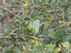 Catopsilia florella