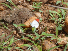 Colotis annae annae