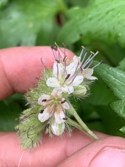 Hydrophyllum fendleri