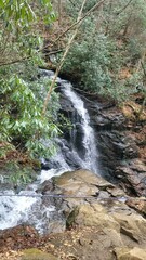 Fontinalis antipyretica