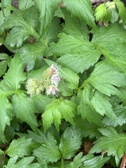 Hydrophyllum fendleri