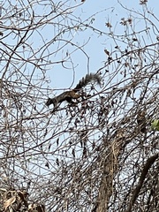 Sciurus stramineus