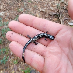 Plethodon grobmani