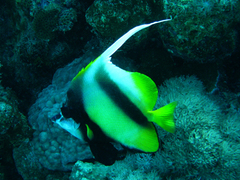 Heniochus intermedius