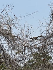 Sciurus stramineus