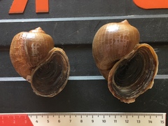 Pomacea canaliculata
