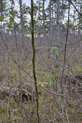 Laburnum anagyroides