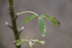 Laburnum anagyroides