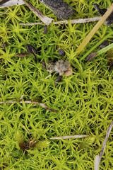 Tortella squarrosa