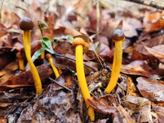 Tolypocladium longisegmentatum