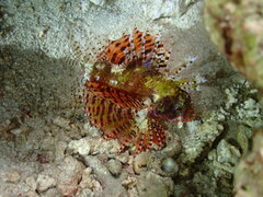 Dendrochirus brachypterus