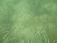 Platycephalus fuscus