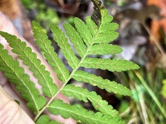Dryopteris ludoviciana