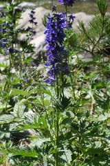 Delphinium dubium