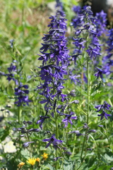 Delphinium dubium