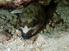 Arothron nigropunctatus