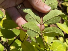 Lonicera fragrantissima