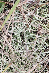Cladonia rangiformis