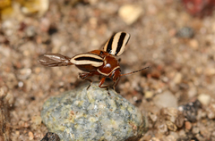 Cryptocephalus calidus