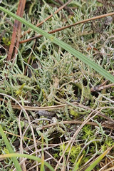Cladonia rangiformis