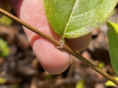 Lonicera fragrantissima