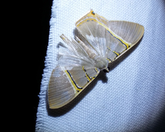 Phrygionis platinata